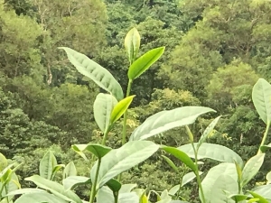 綺麗な茶葉